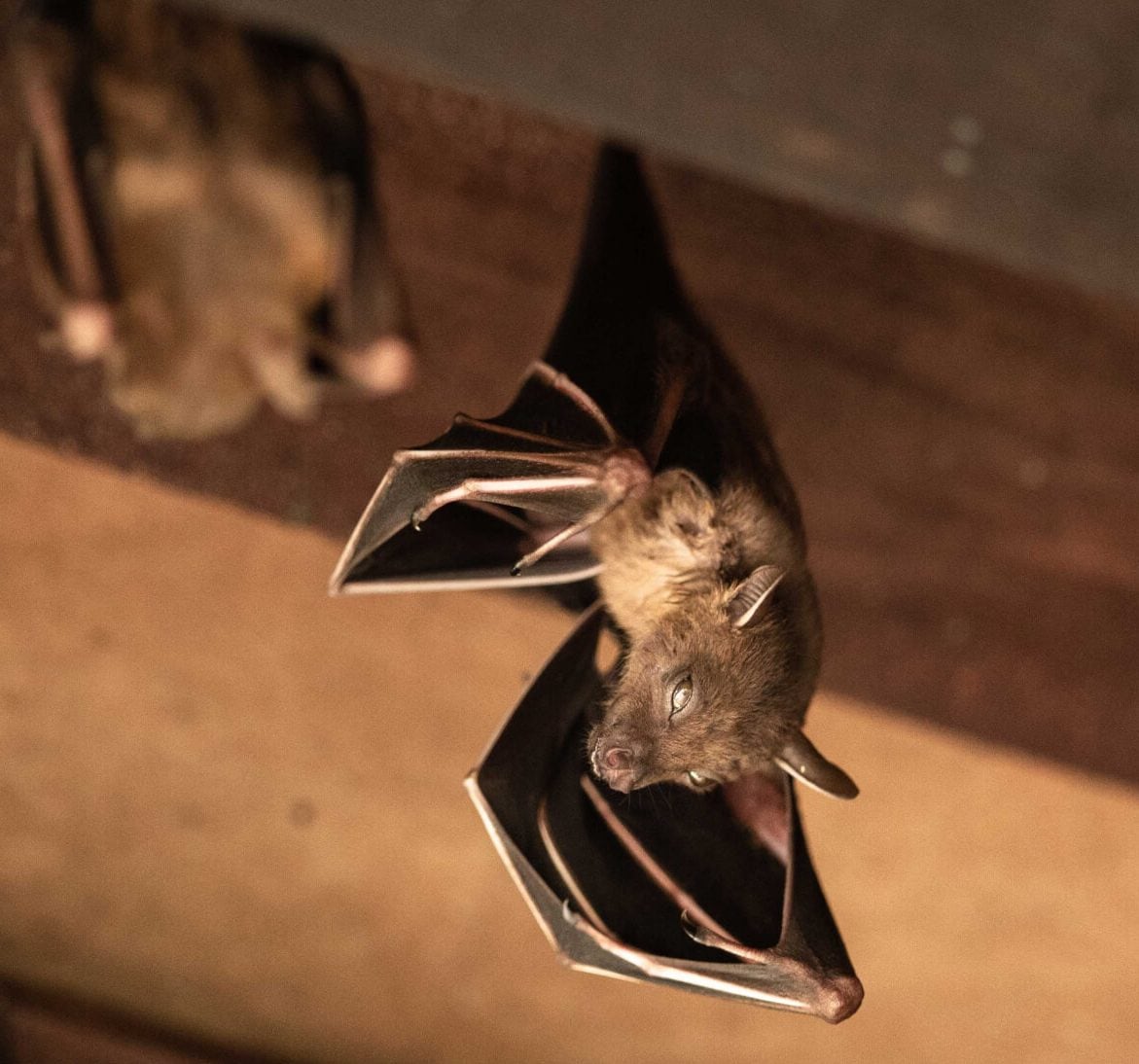 Expert bat removal services for a safe and humane solution in Sacramento